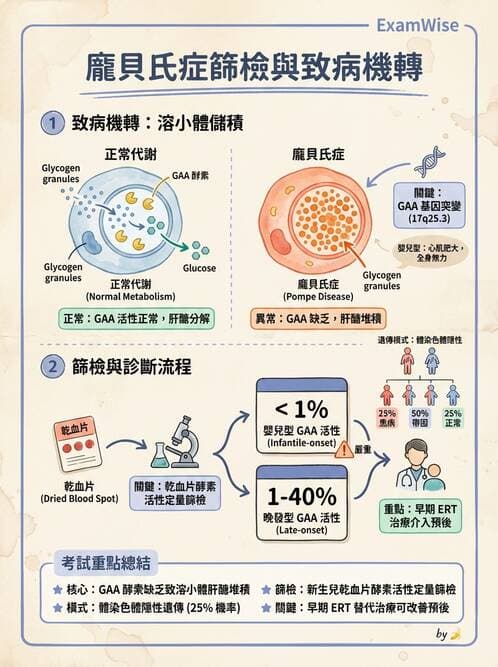 醫檢師 - 醣類代謝與糖尿病 - AI 圖文解析預覽