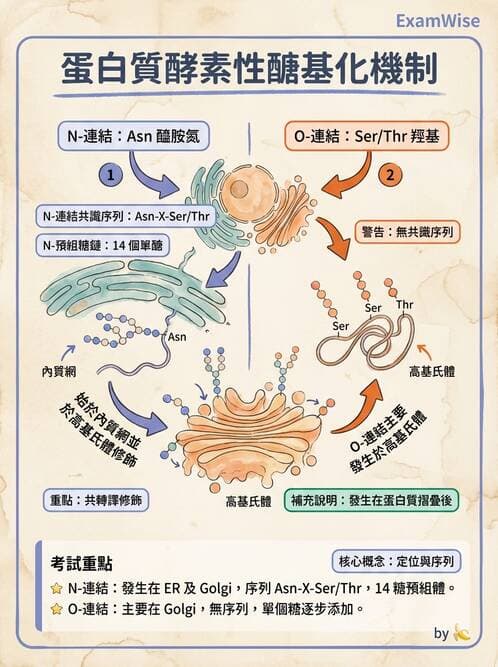 醫檢師 - 胺基酸代謝與先天性疾病 - AI 圖文解析預覽