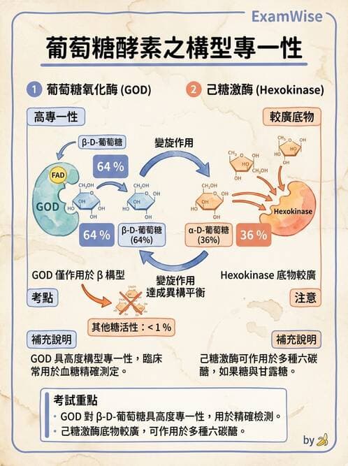 醫檢師 - 醣類代謝與糖尿病 - AI 圖文解析預覽