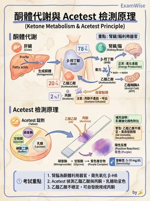 醫檢師 - 脂質代謝與酮體 - AI 圖文解析預覽