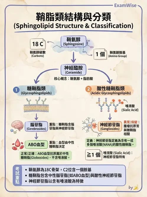 醫檢師 - 脂質代謝與酮體 - AI 圖文解析預覽