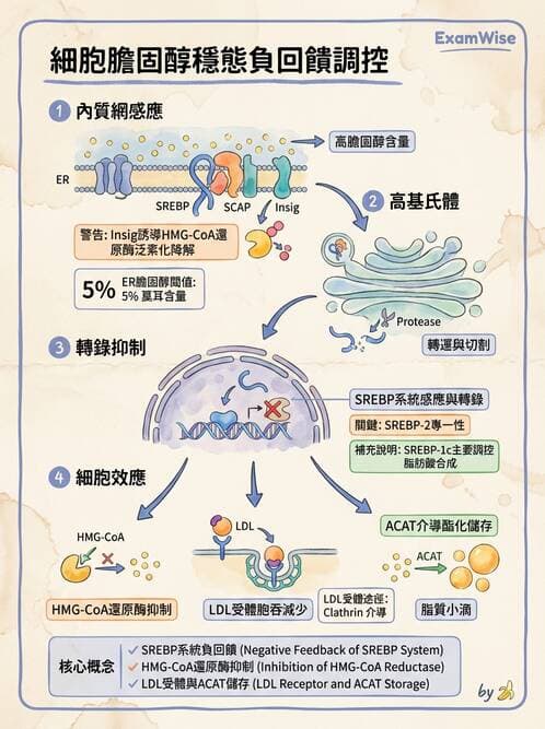 醫檢師 - 脂質代謝與酮體 - AI 圖文解析預覽