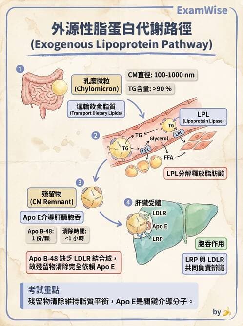 醫檢師 - 脂蛋白分類與臨床應用 - AI 圖文解析預覽