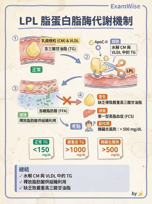 醫檢師 - 脂蛋白分類與臨床應用 - AI 圖文解析預覽