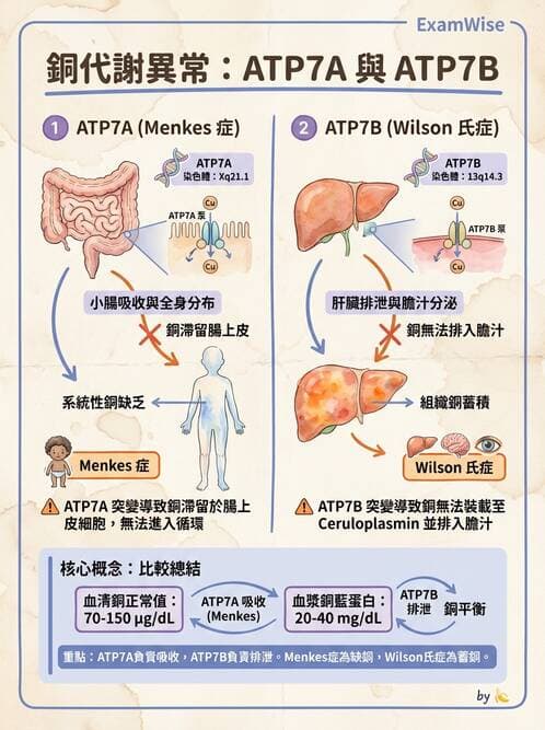 醫檢師 - 電解質與微量元素 - AI 圖文解析預覽