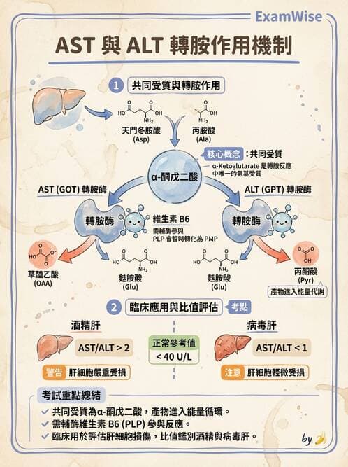 醫檢師 - 臨床酵素學基礎 - AI 圖文解析預覽