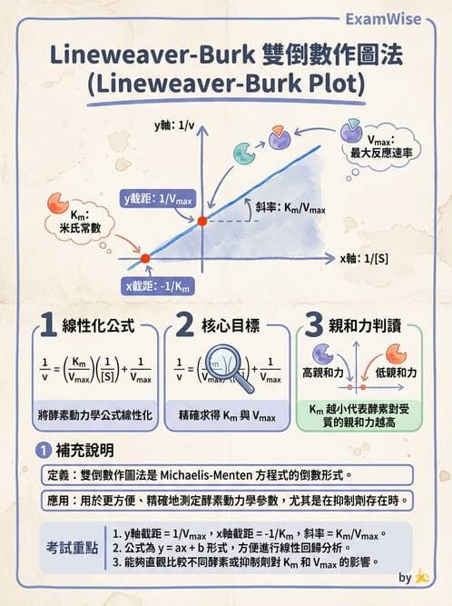 醫檢師 - 臨床酵素學基礎 - AI 圖文解析預覽