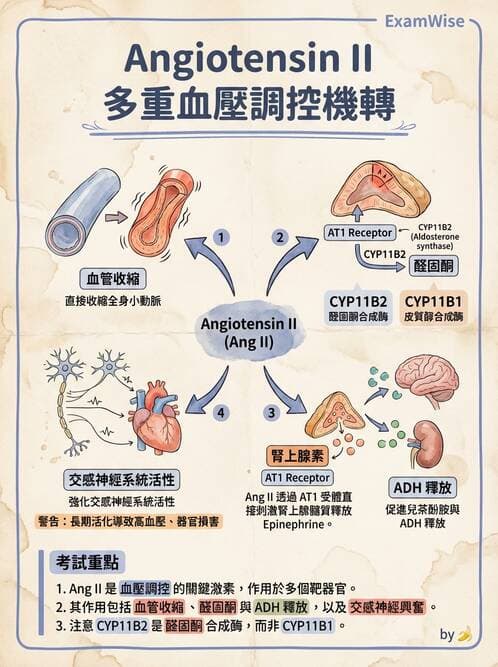 醫檢師 - 腎上腺與生殖內分泌 - AI 圖文解析預覽