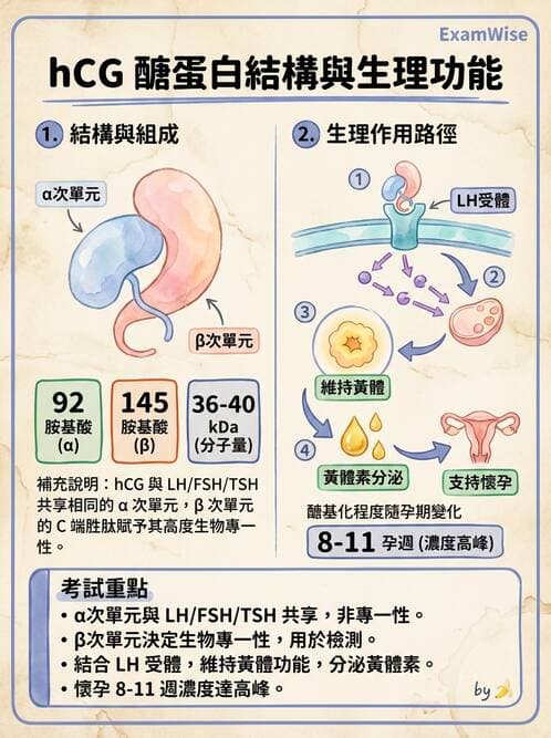 醫檢師 - 腎上腺與生殖內分泌 - AI 圖文解析預覽