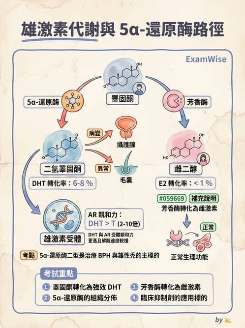 醫檢師 - 腎上腺與生殖內分泌 - AI 圖文解析預覽