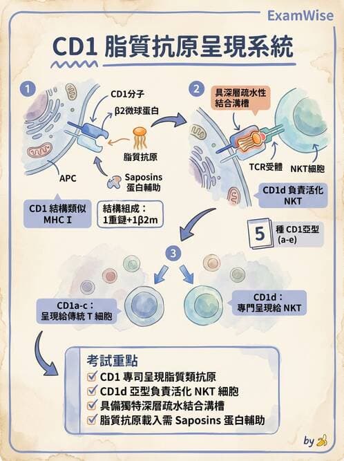 醫檢師 - 細胞激素與抗原呈獻 - AI 圖文解析預覽