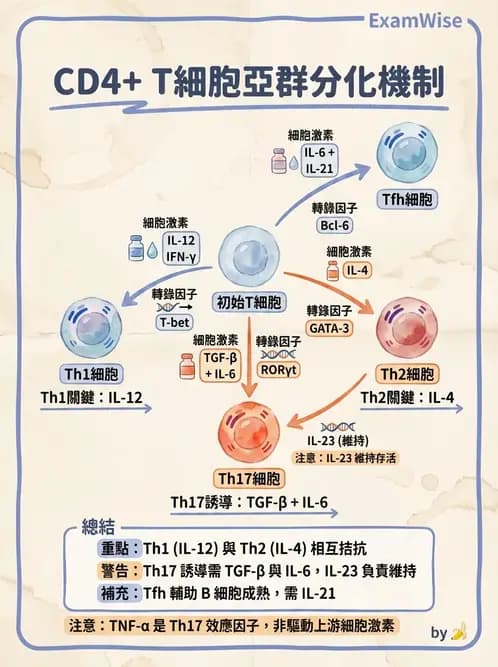 醫檢師 - T細胞發育與功能 - AI 圖文解析預覽