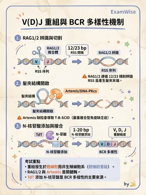 醫檢師 - B細胞發育與抗體生成 - AI 圖文解析預覽