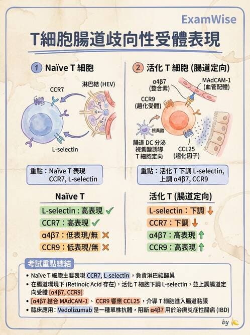 醫檢師 - T細胞發育與功能 - AI 圖文解析預覽