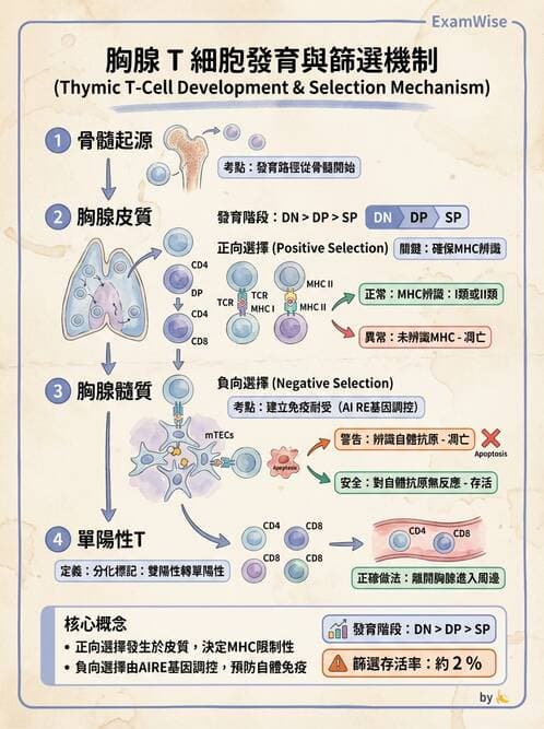 醫檢師 - T細胞發育與功能 - AI 圖文解析預覽