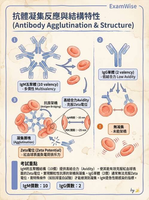 醫檢師 - 實驗室測試免疫法 - AI 圖文解析預覽