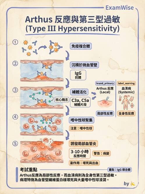 醫檢師 - 過敏反應及測試法 - AI 圖文解析預覽