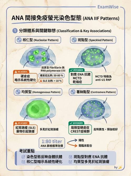 醫檢師 - 其他自體免疫疾病與自體抗體檢驗 - AI 圖文解析預覽