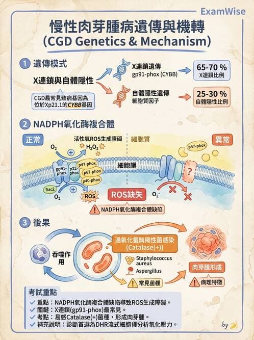 醫檢師 - 免疫缺陷 - AI 圖文解析預覽