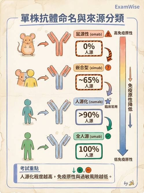 醫檢師 - 免疫球蛋白與抗體 - AI 圖文解析預覽