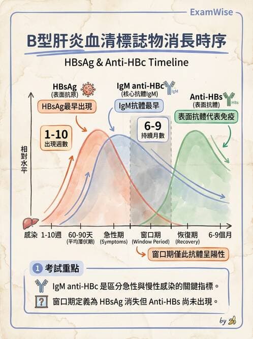 醫檢師 - B型肝炎病毒 - AI 圖文解析預覽