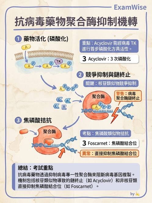 醫檢師 - 抗病毒藥物與疫苗通論 - AI 圖文解析預覽
