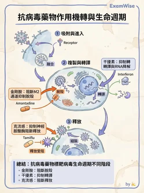 醫檢師 - 抗病毒藥物與疫苗通論 - AI 圖文解析預覽