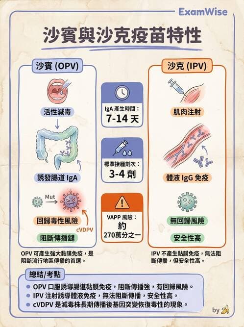 醫檢師 - 小RNA病毒科與腸道病毒 - AI 圖文解析預覽