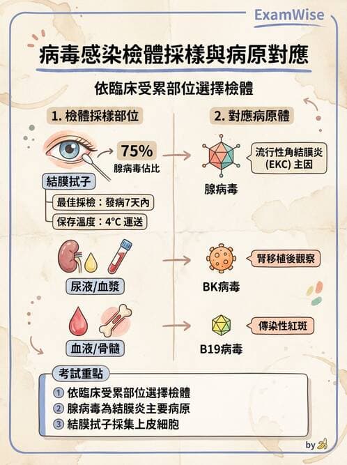 醫檢師 - 腺病毒與痘病毒 - AI 圖文解析預覽