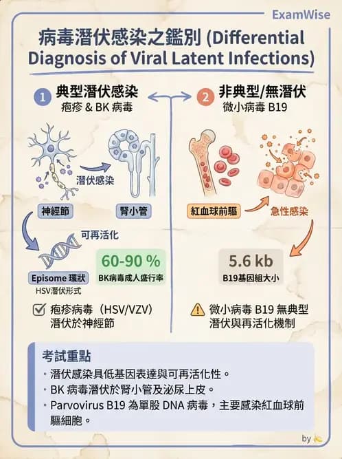 醫檢師 - 細小病毒與多瘤病毒 - AI 圖文解析預覽