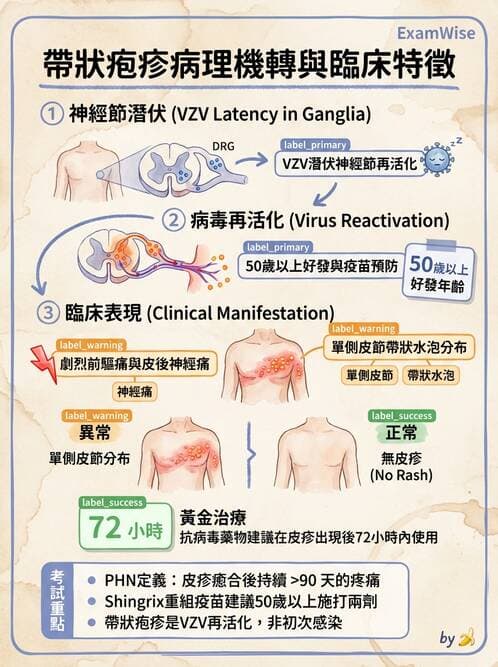 醫檢師 - 疱疹病毒科 - AI 圖文解析預覽