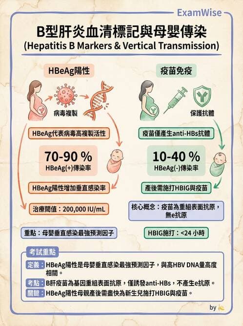 醫檢師 - B型肝炎病毒 - AI 圖文解析預覽