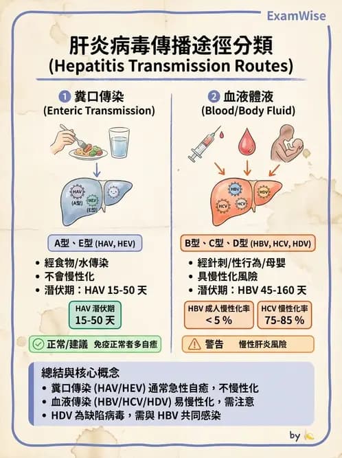 醫檢師 - B型肝炎病毒 - AI 圖文解析預覽