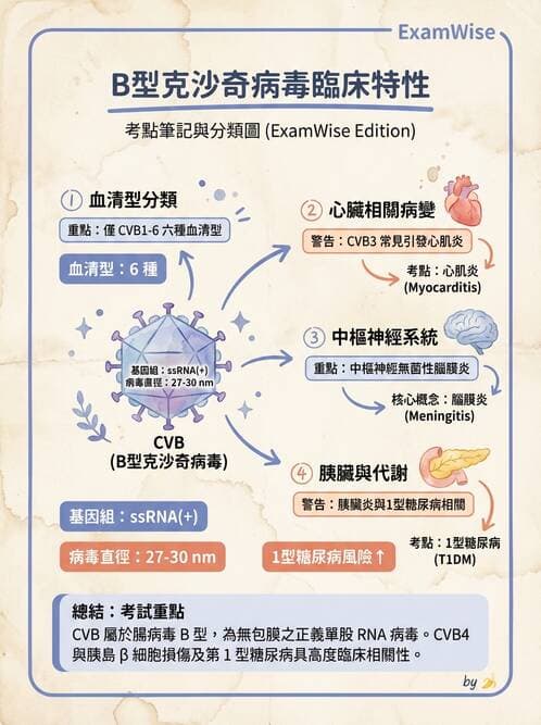 醫檢師 - 小RNA病毒科與腸道病毒 - AI 圖文解析預覽