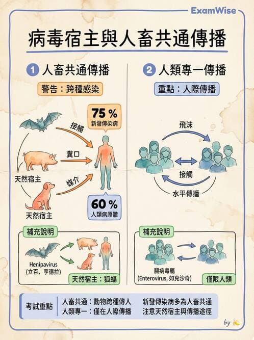 醫檢師 - 小RNA病毒科與腸道病毒 - AI 圖文解析預覽