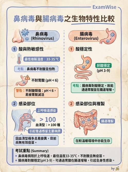 醫檢師 - 小RNA病毒科與腸道病毒 - AI 圖文解析預覽