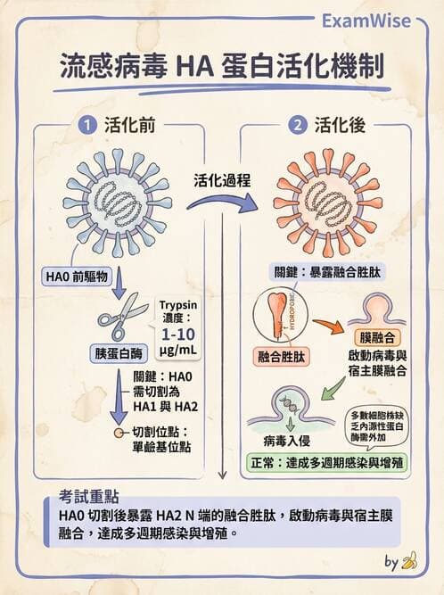 醫檢師 - 正黏液病毒科(流感) - AI 圖文解析預覽
