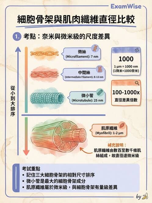 護理師 - 細胞生理 - AI 圖文解析預覽