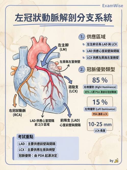 護理師 - 循環系統 - AI 圖文解析預覽
