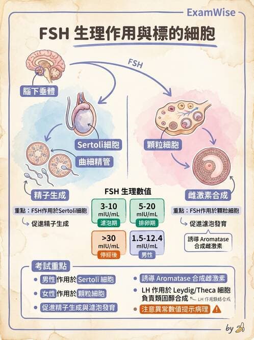 護理師 - 內分泌系統 - AI 圖文解析預覽