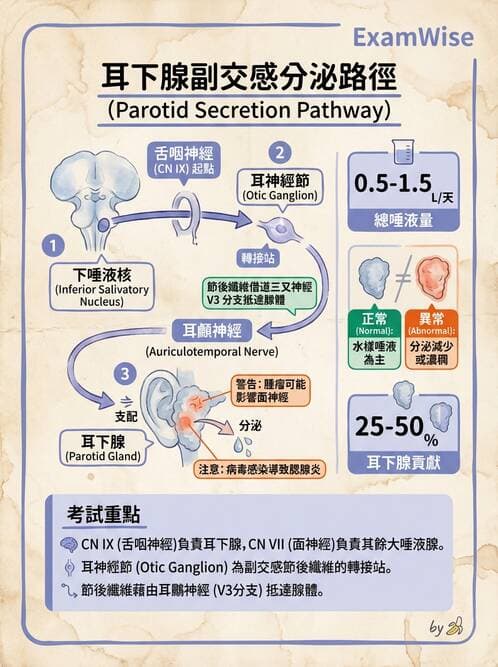 護理師 - 神經系統 - AI 圖文解析預覽