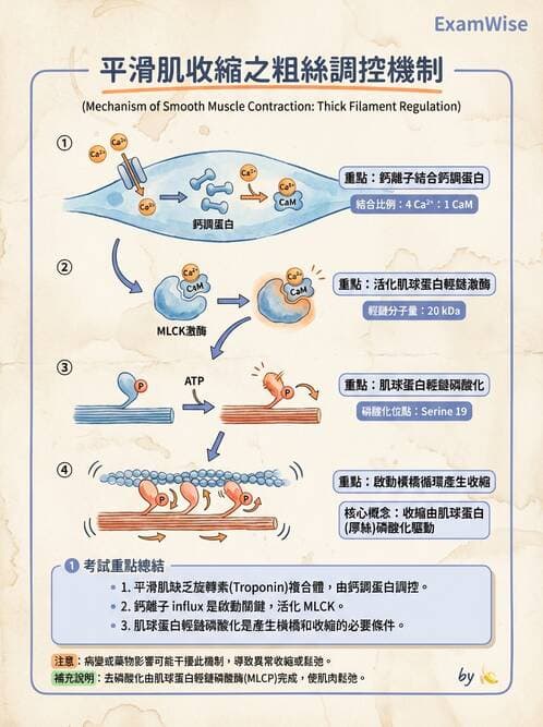 護理師 - 肌肉 - AI 圖文解析預覽