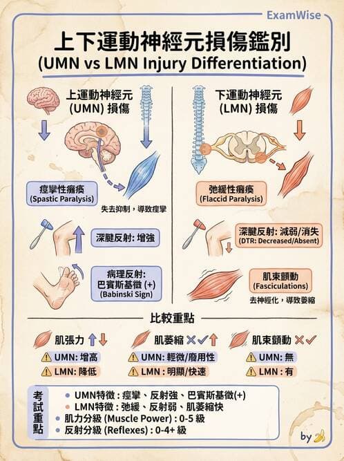 護理師 - 神經傳導、突觸與反射 - AI 圖文解析預覽
