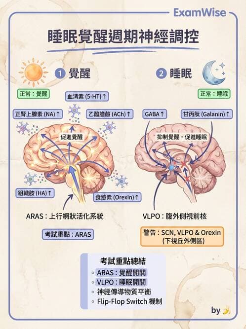 護理師 - 腦功能、自主神經與感覺 - AI 圖文解析預覽