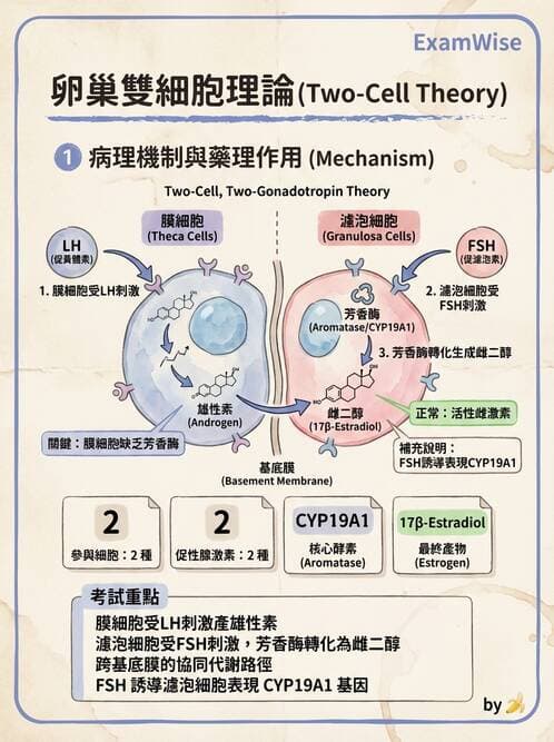 護理師 - 內分泌系統 - AI 圖文解析預覽