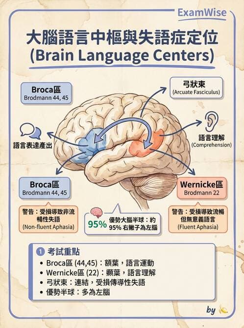 護理師 - 腦功能、自主神經與感覺 - AI 圖文解析預覽
