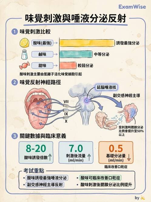 護理師 - 消化系統 - AI 圖文解析預覽