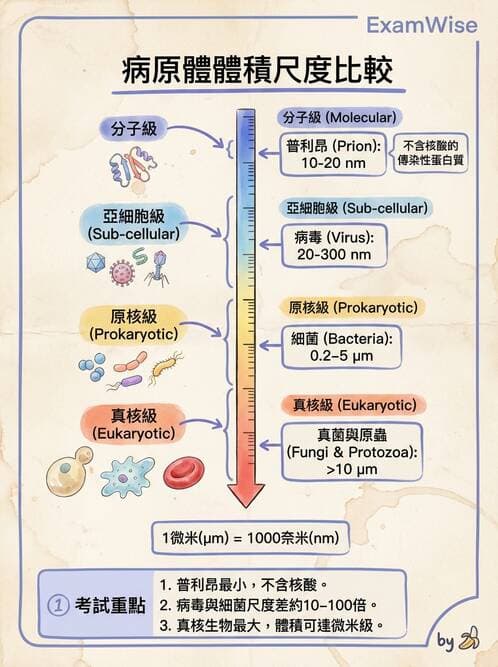 護理師 - 病毒學概念、prion - AI 圖文解析預覽