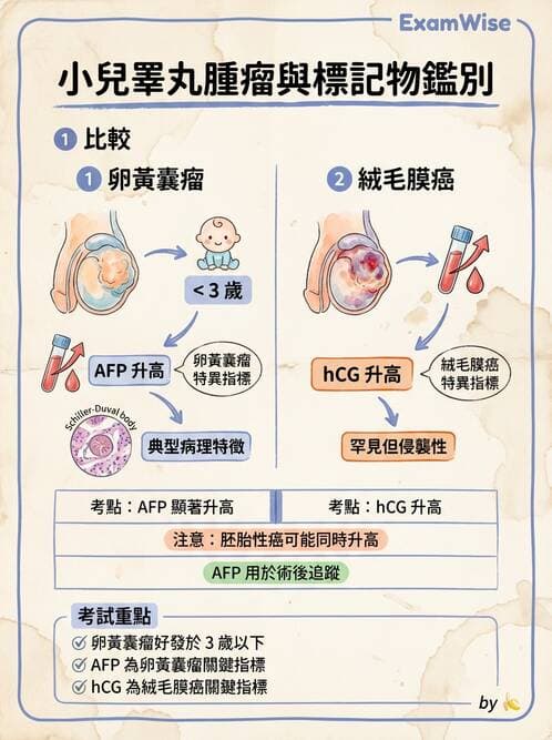 護理師 - 腫瘤及遺傳疾病 - AI 圖文解析預覽