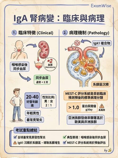 護理師 - 泌尿及男性生殖系統 - AI 圖文解析預覽